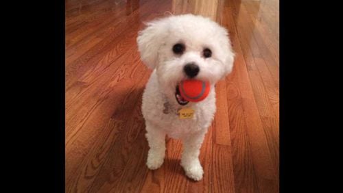 Ellie, a 5-year-old Bichon Frise, was killed when two pit bulls attacked her near East Roswell Park on Saturday, July 1.