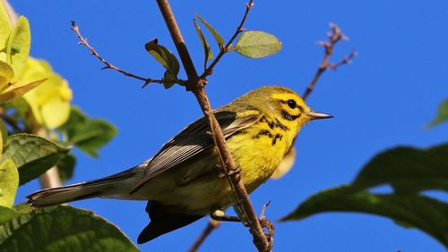 The prairie warbler, shown here, is one of some 30 warbler species that occur in Georgia at least a part of the year. Some warbler species only pass through Georgia during migration; others, like the prairie warbler, nest in the state. CONTRIBUTED BY CHARLES J SHARP/CREATIVE COMMONS