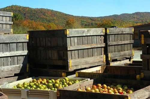 Ellijay apple orchards