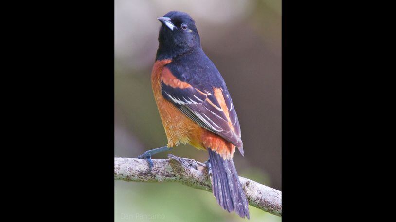 The orchard oriole, which migrates to Georgia to nest in the spring, begins returning to its winter home in Latin America as early as July. CONTRIBUTED BY DAN PANCAMO / CREATIVE COMMONS
