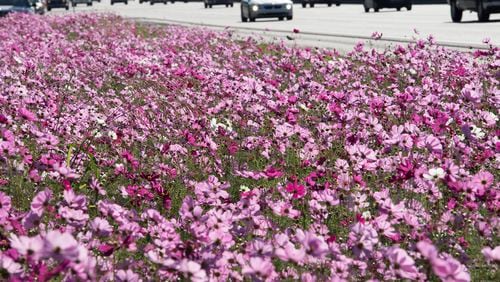 The Georgia Department of Transportation has planted wildflowers across the state in an effort to beautify Peach State highways. The Georgia Department of Transportation has planted wildflowers across the state in an effort to beautify Peach State highways. (Georgia Department of Transportation)