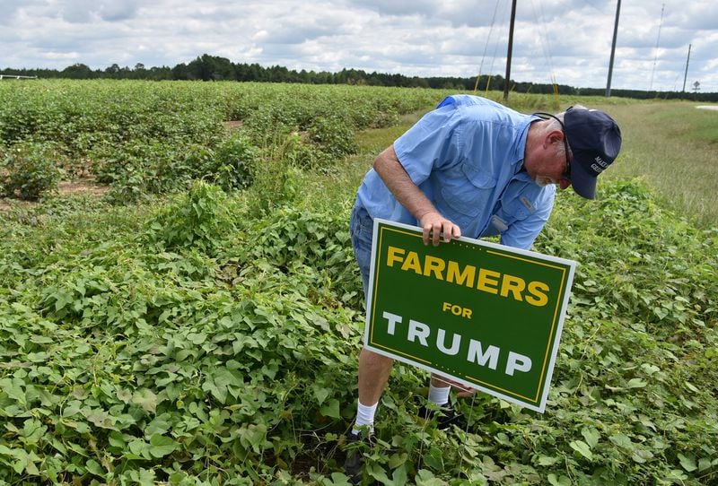 September 22, 2016 Wray, GA: L.H. Dill places a Donald Trump campaign sign in one of his cotton fields. Dill grows row crops in Ocilla and supports Trump. His cousin, Gary Paulk, owner of Paulk Vineyards in Wray, Georgia, fears Trump’s stance on illegal immigration could threaten his business. BRANT SANDERLIN/BSANDERLIN@AJC.COM