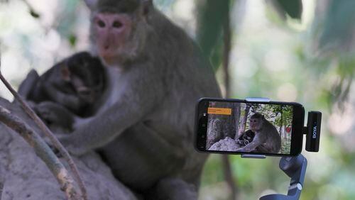 YouTuber Ium Daro, who started filming Angkor monkeys about three months ago, follows a mother and a baby along a dirt path with his iPhone held on a selfie stick near Bayon temple at Angkor Wat temple complex in Siem Reap province, Cambodia, Tuesday, April 2, 2024. The 41-year-old said he hadn't seen any monkeys physically abused, and that he didn't see a problem with what he and the others were doing to make a living. Cambodian authorities are investigating the abuse of monkeys at the famous Angkor UNESCO World Heritage Site. (AP Photo/Heng Sinith)