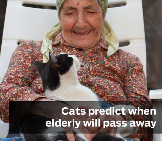 Cats predict when the eldery will pass