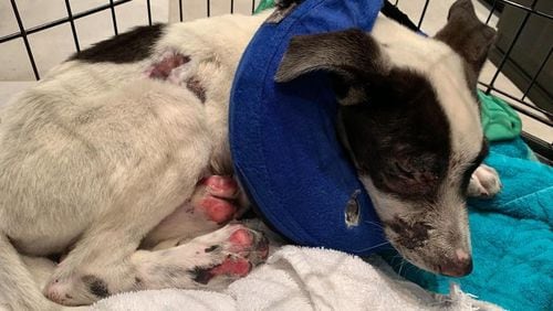 An Atlanta woman is raising money for veterinary bills for a puppy she said was severely abused and then abandoned.