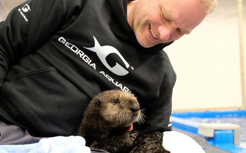 Mara is about 10 weeks old, and is one of two sea otter pups that have been adopted by the Georgia Aquarium after being stranded on the California coast. She is seen here with Dennis Christen, senior director of zoological operations. CONTRIBUTED: GEORGIA AQUARIUM