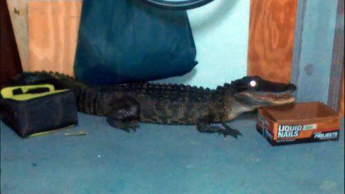 A Florida man thought someone was playing a prank on him when he spotted what looked like a large alligator in his garage, that is until the animal hissed at him. He snapped a picture of it before trappers took it away. (Hank Stout)