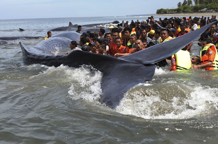 Photos: Beached whale