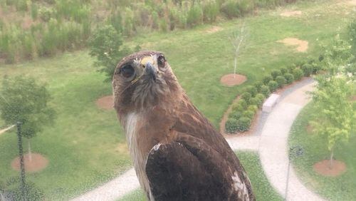 “This hawk is definitely a ‘Community News bird’” wrote Bonnie Rudd of the raptor that visits her every day on the ledge of her Alpharetta Office Park window. “Caught me this time trying to get another photo. I love the company!”