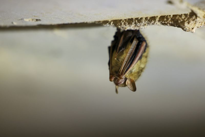A tricolored bat is shown inside a culvert in northeast Georgia on Wednesday, December 6, 2023. (Jason Getz / Jason.Getz@ajc.com)