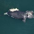 A dead female North Atlantic right whale, #1950, was found floating approximately 50 miles offshore east of Back Bay National Wildlife Refuge, Virginia. Credit: Clearwater Marine Aquarium Research Institute via NOAA