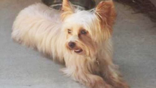 Brookhaven police say a man is believed to have stolen this dog from a woman who was out on a walk.