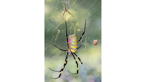 The female Joro spider dwarfs her male counterpart in her web. The web can capture small insects, like mosquitoes, as well as large beetles. (Courtesy of Pat Smith)