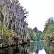 Georgia's world-famous wetland, the Okefenokee Swamp, and other wetlands around the globe was  celebrated during World Wetlands Day. (Charles Seabrook for The Atlanta Journal-Constitution)