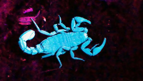 The inch-long Southern devil scorpion, also known as the Southern stipeless scorpion, is one of two scorpion species that live in Georgia. Because they have fluorescent bodies, they are easier to see at night under an ultraviolet light, as was used when this photo was shot. CONTRIBUTED BY CHARLES SEABROOK