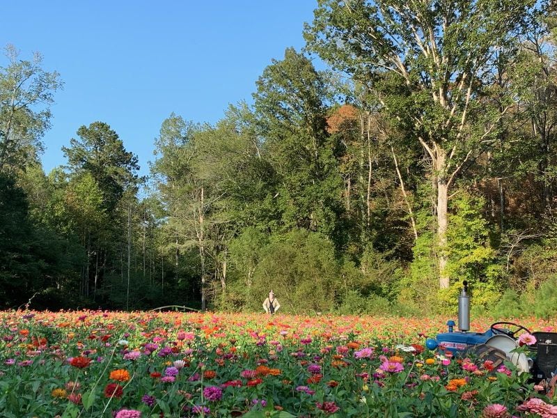 Find the perfect family photo while meandering through the five-acre zinnia maze at the Still Family Farm.
Courtesy of Stephanie Davis