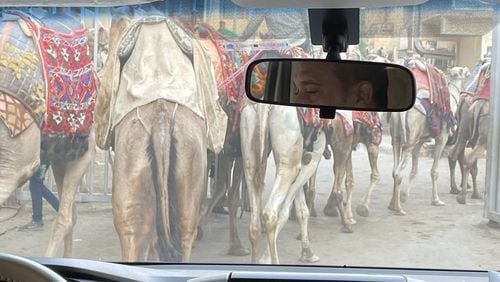 Cairo traffic's main rule is that there are no rules. And drivers encounter various forms of travel, including camels. Credit: Doug Turnbull / WSB Traffic Team