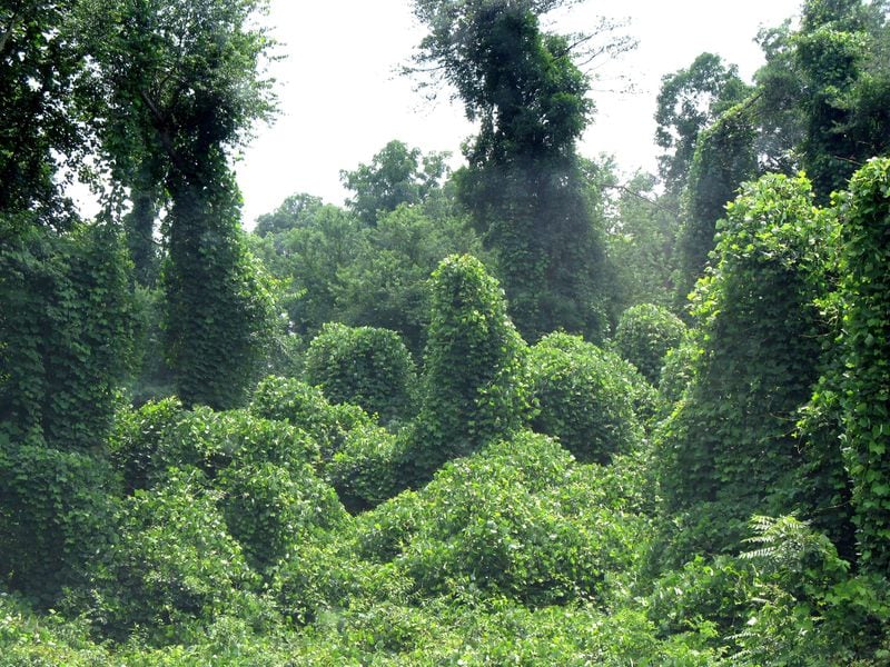 Kudzu is seemingly everywhere in the South. Everywhere, that is, but on the dinner plate. Photo credit: Robert Michalove/Flickr/CC BY 2.0