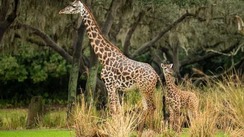 The latest edition to Walt Disney World's Animal  Kingdom is a baby giraffe born Monday afternoon at the theme park in Florida. Another giraffe, pictured here, was born on Dec. 7 and is named Amira.