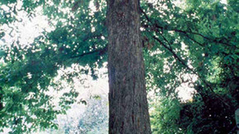 The Tree That Owns Itself is a landmark. Col. William H. Jackson so loved a large white oak on his property that he willed to the tree all the land within 8 feet of its trunk. The present tree was grown from an acorn of the original.