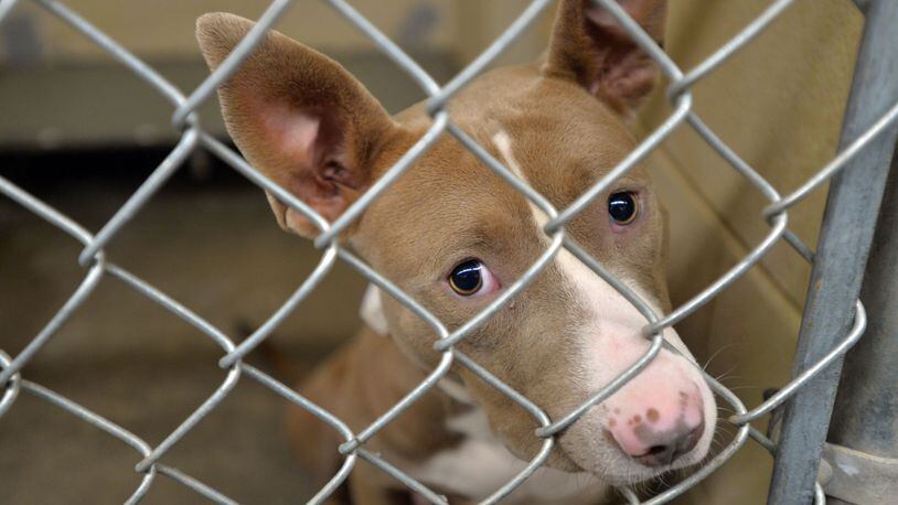 A dog labeled as a Pitbull mix at the Clayton County Animal Shelter. State lawmakers approved a bill on Thursday naming the “adoptable dog” the official canine mascot of Georgia. BRANT SANDERLIN / BSANDERLIN@AJC.COM .
