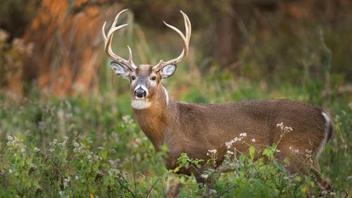 Sandy Springs residents say bow hunters are trespassing on their property to kill deer leaving decapitated carcasses after removing the animals’ head as trophies.