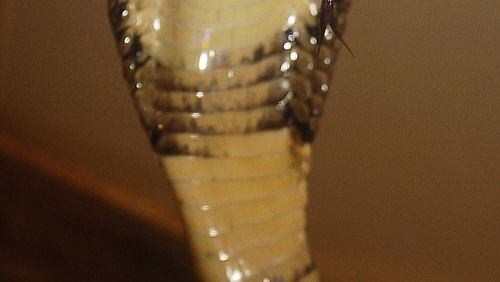 A monocled cobra. Photo by Ricardo B. Brazziell AMERICAN-STATESMAN