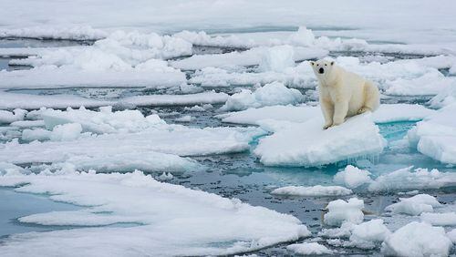 A polar bear rests on sea ice north of Svalbard, Norway. NASA is reporting Arctic polar ice is at its lowest levels ever, ice the bears rely on for their very existence. Sea ice also helps regulate the Earth’s climate, accordign to scientists.