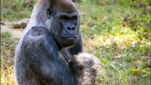 Ozzie the gorilla is one of the animal dads being celebrated on Father's Day. Ozzie will also be celebrating his 57th birthday.