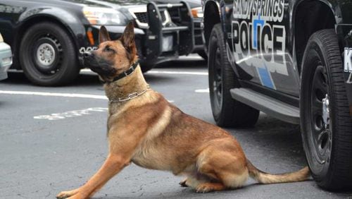 Falco, a Belgian Malinois, has just completed his K-9 training and is ready for duty with the Sandy Springs Police Department.
