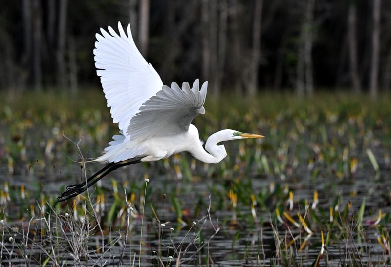The Okefenokee Swamp is one of Georgia's most ecologically rich regions, a vast wetland sprawling with indigenous wildlife and plant species that are critical to the state's environmental health. Staff photo by Hyosub Shin / Hyosub.Shin@ajc.com