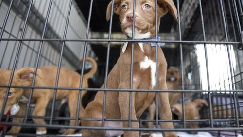 24 dogs are being evacuated from Dillon, South Carolina to the Gwinnett County Animal Shelter in Lawrenceville.