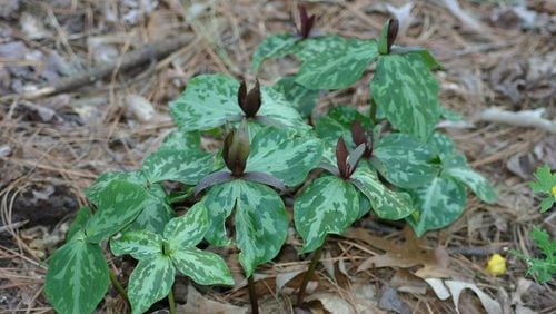 Trilliums are some of the most distinctive native plants seen in spring. Contributed: Walter Reeves