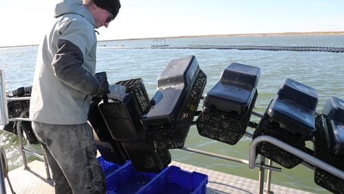 Perry Solomon checks the size of oysters in the Flip Farm basket while harvesting Salt Bomb oysters from their floating oyster farm in the Bull River on January 10.