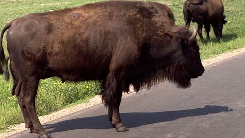 A buffalo in Custer State Park in South Dakota.