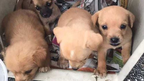 About 130 animals from Puerto Rico will land in Georgia on Thursday, including these puppies.