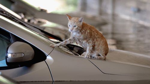 A cat sits on top of a car that is surrounded by flood water in the parking lot of an apartment complex after it was inundated with water following Hurricane Harvey on Aug. 30, 2017 in Houston, Texas.