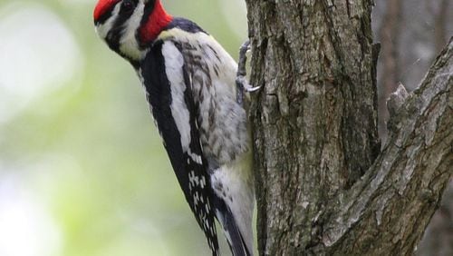 The yellow-bellied sapsucker (like this male shown here) is a species of woodpecker that lives in Georgia only during the winter. The bird drills a series of small, horizontal holes in trees to obtain tree sap, which is its primary food. PHOTO CREDIT: dominic sherony/Creative Commons