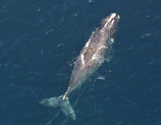 Rare right whales headed to Florida, face dangers from drones and boats