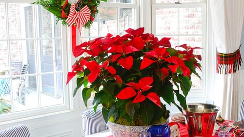 Vintage breakfast table decor and poinsettias bring the cheer of Christmas to Tom and Kathy Hogan TrocheckÃ¢â¬â¢s home. ItÃ¢â¬â¢s on the 24th Annual Avondale Estates Christmas Tour of Homes from 3-8 p.m. on Sunday, Dec. 11. Text by Lori Johnston and Shannon Adams/Fast Copy News Service.(Christopher Oquendo Photography/www,photography.com)