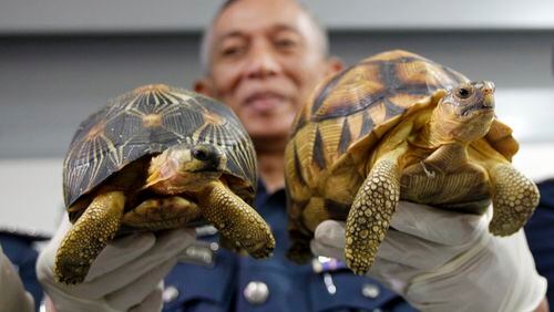 Deputy Customs Director, Abdul Wahid Sulong shows off seized Ploughshare, right and Indian Star, left, tortoise after a press conference at Customs office in Sepang, Malaysia, Malaysia on Monday, May 15, 2017. Malaysian authorities say they have seized 330 exotic tortoises from Madagascar worth 1.2 million ringgit ($276,721) in the latest heist of illegal wildlife and animal parts being smuggled into the country. (AP Photo/Daniel Chan)