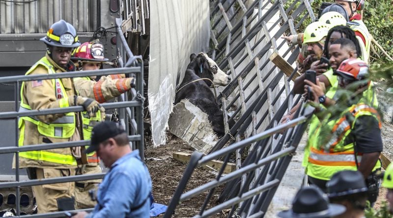 Cobb County firefighters worked with saws and extrication tools to free the cows pinned in the truck Monday morning after a crash set cows loose to roam on the interstate.  JOHN SPINK/JSPINK@AJC.COM