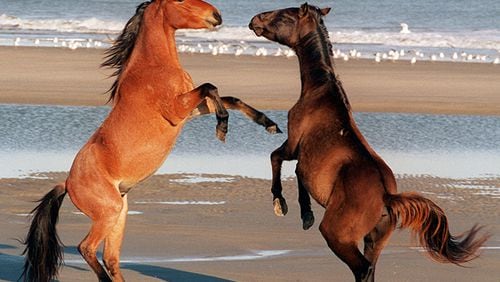 Or ... you like seeing horses on the beach, like on Cumberland Island.