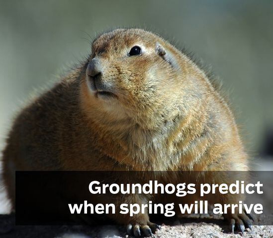 Groundhogs predict spring