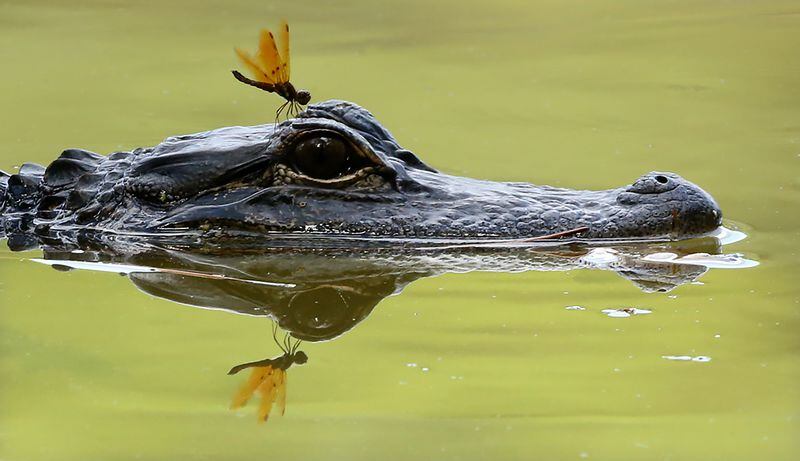 I don't usually name alligators, but I would call this Jekyll Island critter "Chompy McSnackens." (Curtis Compton / ccompton@ajc.com)