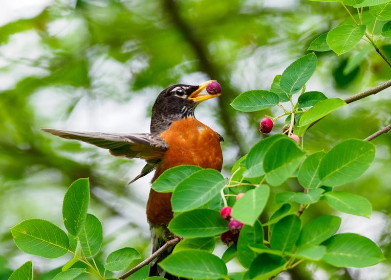 An American robin eating service berries.
(Courtesy of Steve Rushing & Rushing Outdoors)
