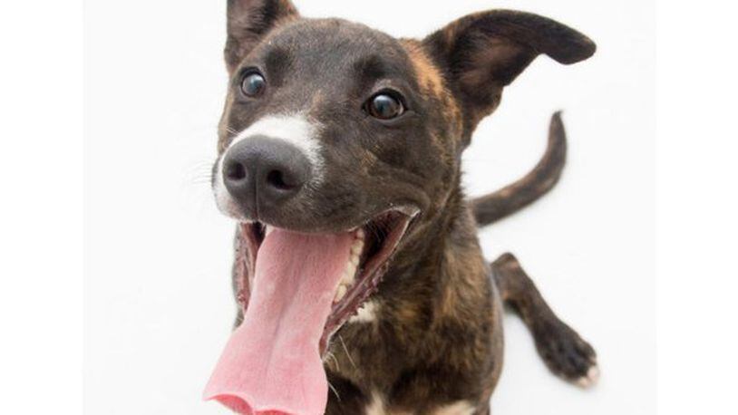 DeKalb Animal Shelter grand opening set for July 26. CONTRIBUTED