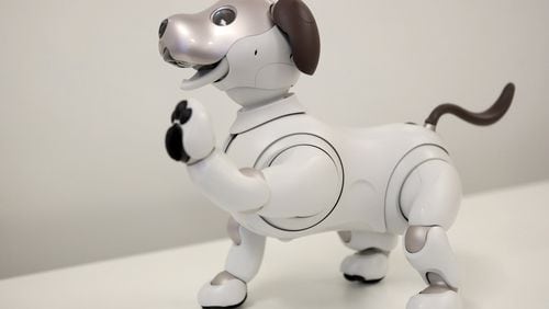 Sony’s aibo, an autonomous robotic dog, holds up a paw and is photographed during a demonstration in Walnut Creek, Calif., on Tuesday, Sept. 11, 2018. Sony has announced plans to offer a limited run for the U.S. of the latest version of their robotic companion for $2,899. (Anda Chu/Bay Area News Group/TNS)