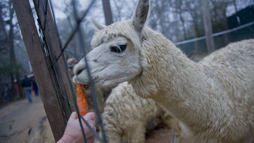 In this Feb. 2, 2014, file photo, an alpaca takes a bite of a carrot at the Yellow River Game Ranch in Lilburn. JONATHAN PHILLIPS / SPECIAL