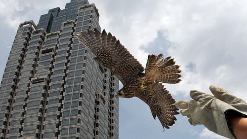 Amelia, an ailing juvenile peregrine falcon, was nursed back to health by wildlife biologists and released near her home atop the SunTrust building in this photograph from 2010. Her parents, Kate and Spencer, nested on a ledge near the 53rd floor of the skyscraper for many years.This year they appear to have moved to new lodgings. Photo: Curtis Compton/ccompton@ajc.com